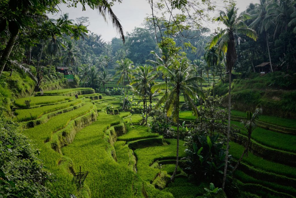 What are the great things from Ubud