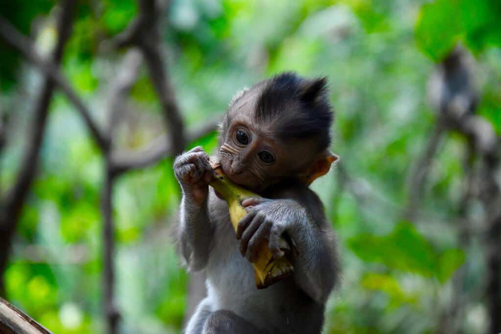 Ubud Monkey Forest