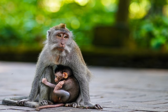 Bermain dengan monyet di monkey forest