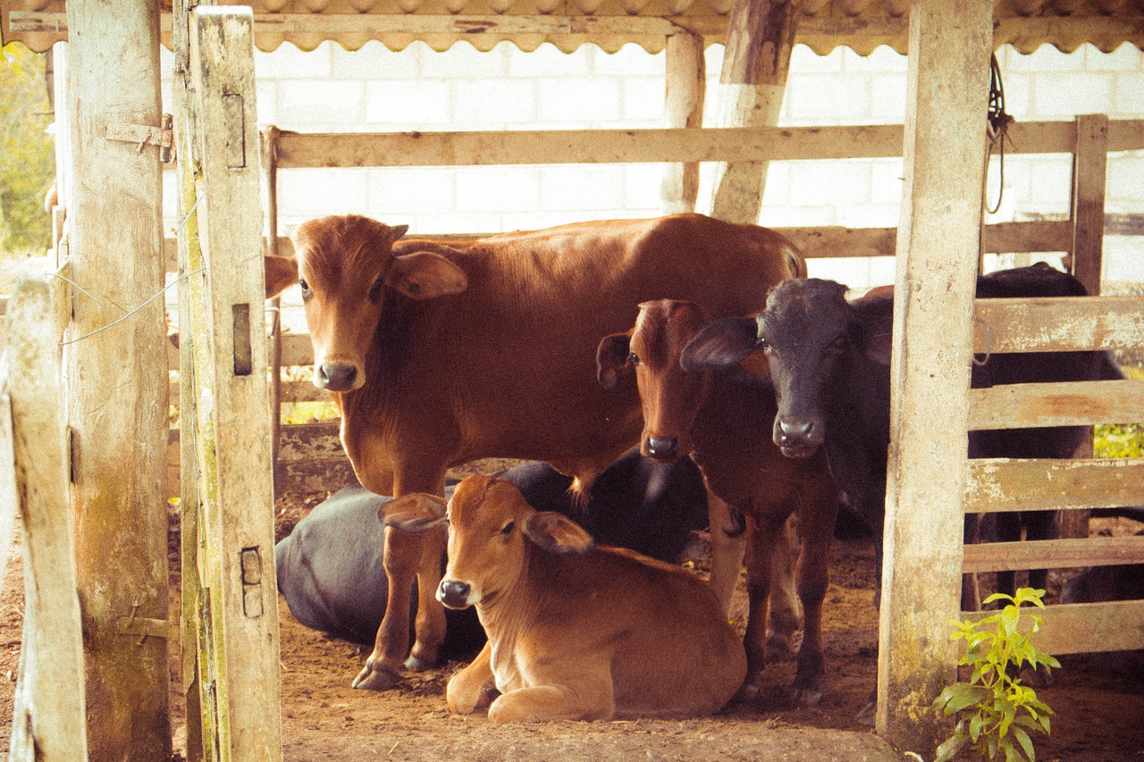 cows that are celebrated on tumpek kandang