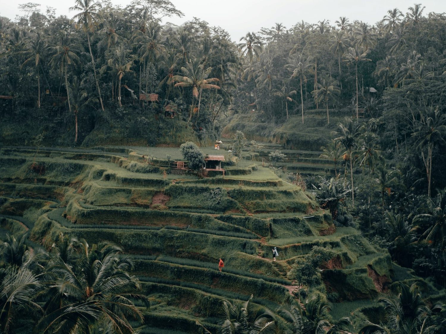 tegalalang rice terrace