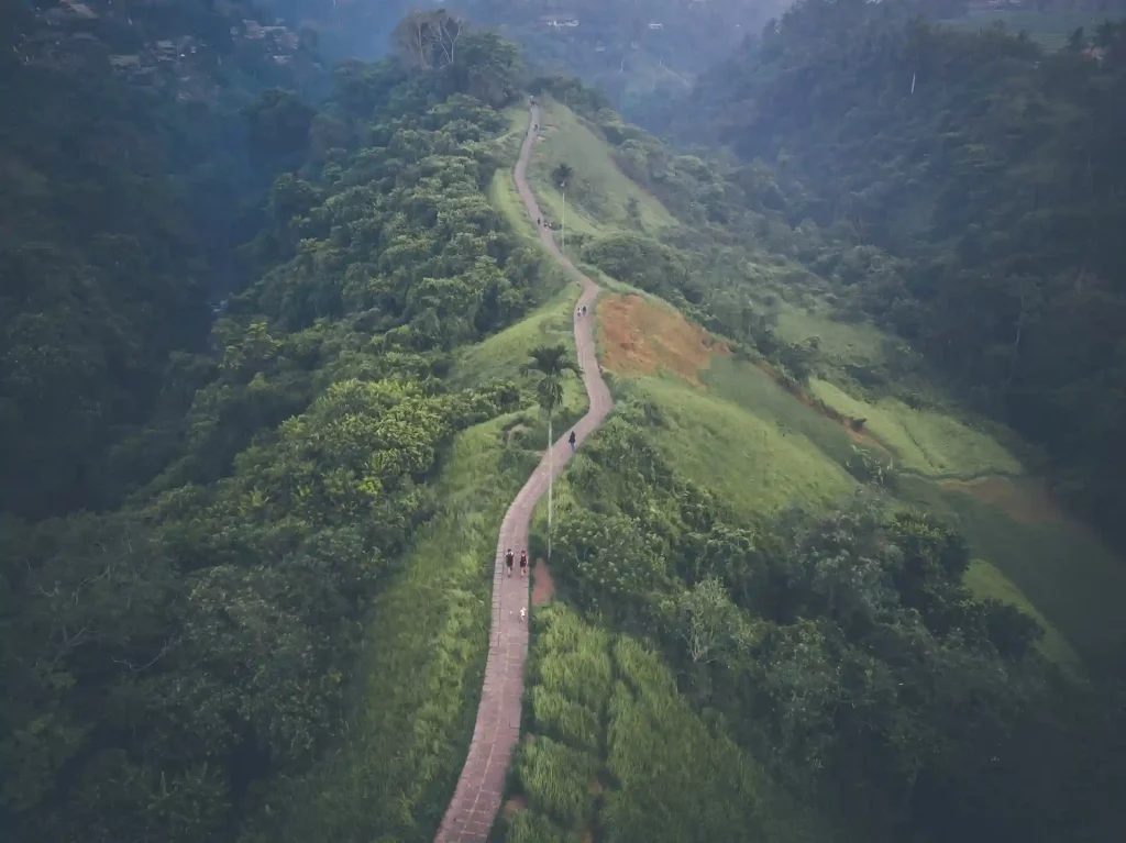 lush green roadway of ubud bali