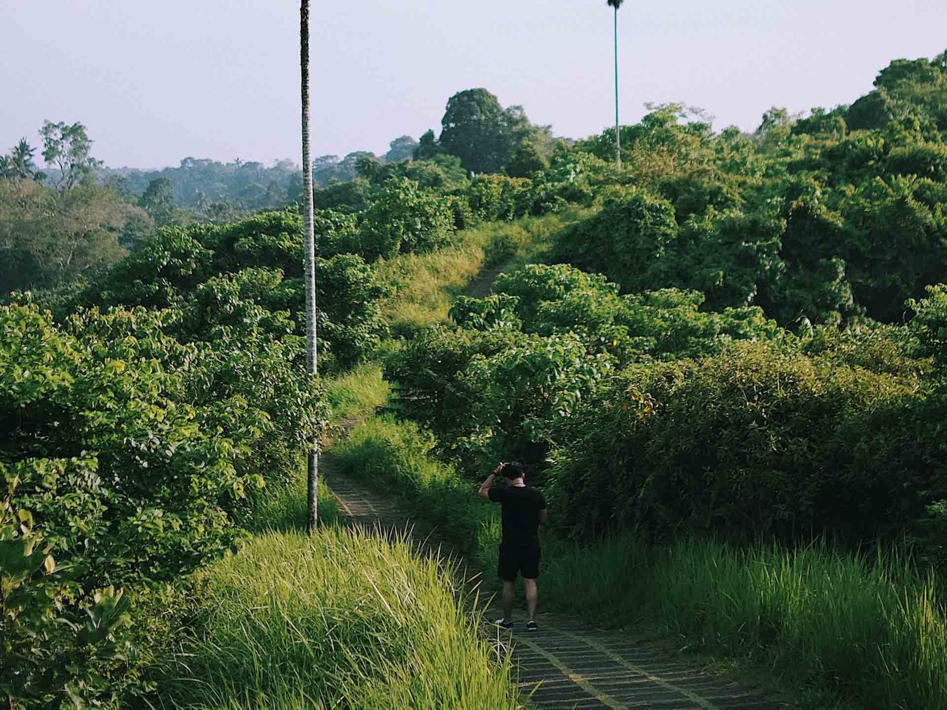 a guy walking in the campuhan ridge walk surrounded by greenery