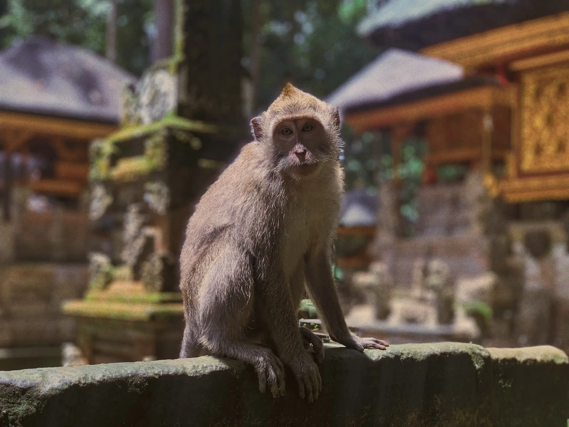 monkey in ubud width=