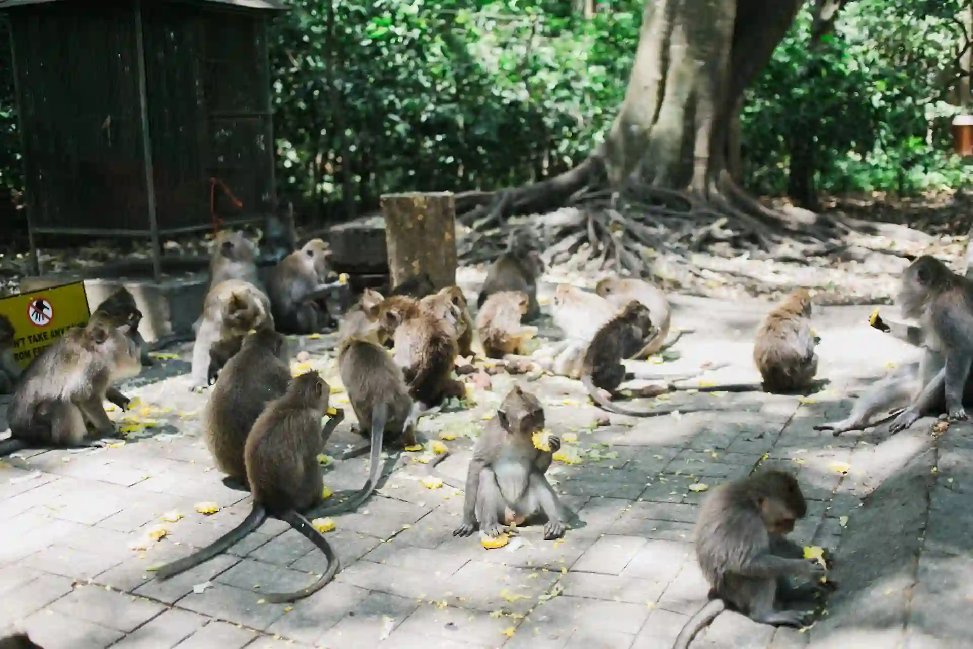 monkey forest ubud