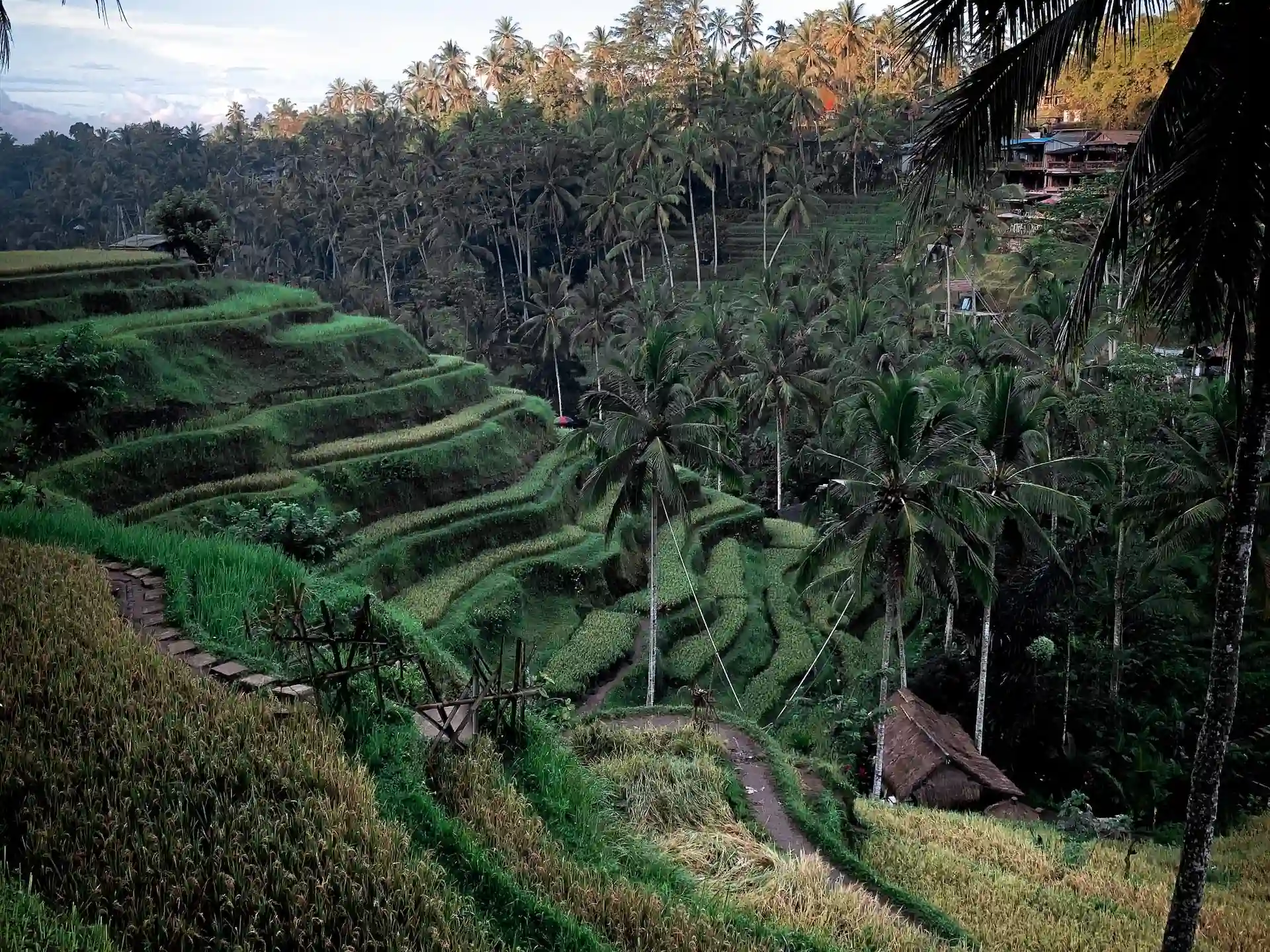 tegalalang rice ubud
