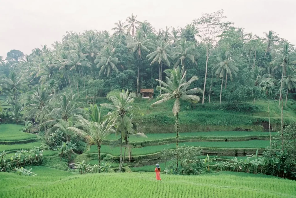 find out best season visit ubud in 2026