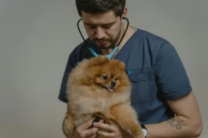 guide to know which trusted vet clinic ubud