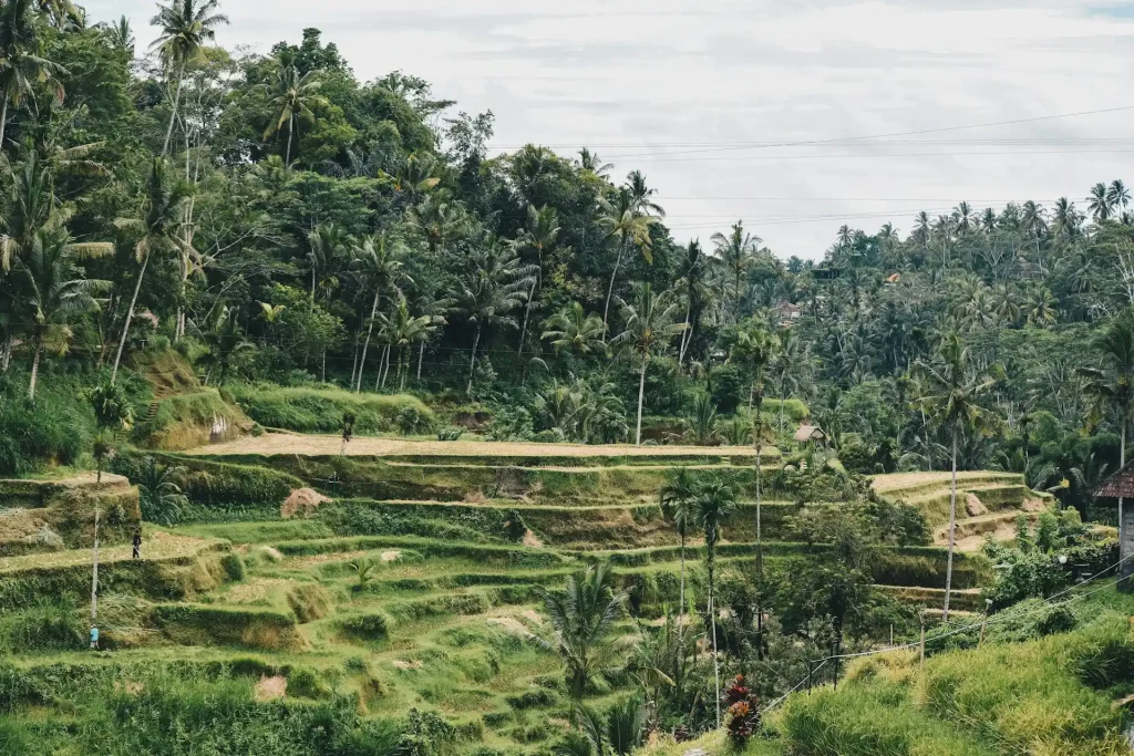 add your plan to visit rice fields on your solo travel in ubud